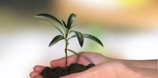 Những mảnh đất tốt – Lm Uông Quang Lượng