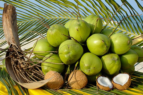 8 lợi ích của quả dừa đối với sức khỏe