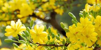 Mùa Xuân về, Mùa Chay đến