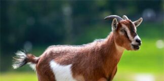 NĂM DÊ NÓI CHUYỆN DÊ TRONG KINH THÁNH