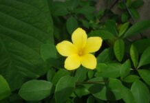 Mừng Lễ Thánh Theresa-Bổn Mạng Ca Đoàn 10-2015