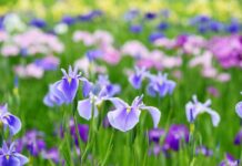 Hạnh Phúc Là Điều Quý Giá Nhất