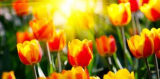 Phép Mầu Chuỗi Mai Côi