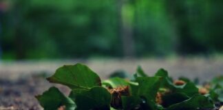 Tìm Hiểu Tên Thánh Của Người Công Giáo Việt Nam