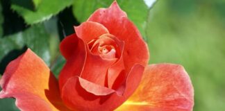 Cha Mẹ: Mục tử đầu tiên của con!