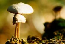 Các Bài Đọc Mùa Phục Sinh