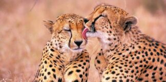 Quà lì xì 2015 “lời nguyện thánh hóa bữa ăn”