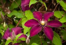 Làm Sao Để Kết Hợp Lời Cầu Nguyện Cá Nhân Với Thánh Lễ