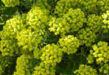 Chúng Tôi Không Là Việt Kiều