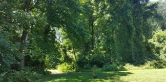 Camping July 30, 2016